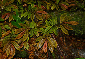 Elatostema rugosum, Nouvelle Zélande