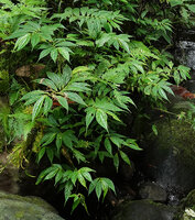Elatostema salomonense along a forest stream, Imbu Rano, Kolombangara, Solomon Islands