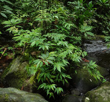 Elatostema salomonense and Selaginella rechingeri along a forest stream, Imbu Rano, Kolombangara, Solomon Islands