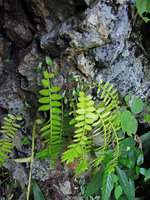 Elatostema salvinioides at the end of monsoon season, with old decaying stems and new basal resting stems with succulent leaves, Doi Chiang Dao, 800 m, Thailand