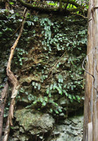 Elatostema salvinioides population growing on a perhumid shaded limestone cliff, Xishuangbanna, China