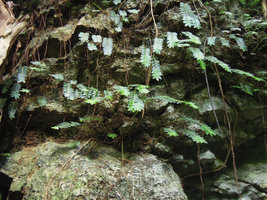 Elatostema salvinioides population in habitat on a perhumid shaded limestone cliff, Xishuangbanna, China