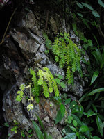 Elatostema salvinioides population on vertical limestone rock at the end of monsoon season, Doi Chiang Dao, 800 m, Thailand