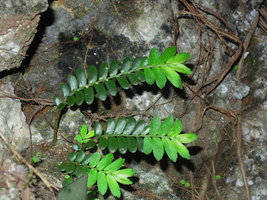 Elatostema salvinioides, stems emerging from basal tuber in the rock, new season growth with light green dentate leaves, Xishuangbanna, China