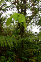 Elatostema seemannianum, huge few leaves at the top of the thick succulent monocaulous stem, Des Voeux peak, Taveuni, Fiji, Aug. 2016