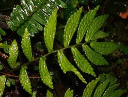 Elatostema sessile, asymmetric leaf bases, Manusela NP, 1000 m asl, Seram, Moluccas