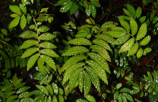 Elatostema sessile, falcate dentate leaves and axillary inflorescences, Manusela NP, 1000 m asl, Seram, Moluccas