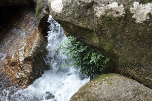 Elatostema molle, firmly fixed to rock boulder by adventitious roots in its rheophytic habitat, Selama, Perak, Malaysia