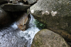 Elatostema molle, firmly fixed to the rock by adventitious roots in its rheophytic habitat, Selama, Perak, Malaysia