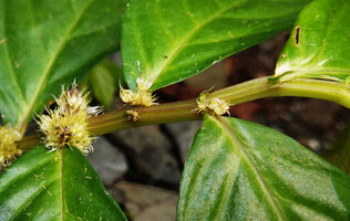 Elatostema sinuatum, furrowed stem, Waimital, Kairatu, Seram, Moluccas