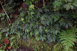 Elatostema sinuatum on vertical rocky bank, Sepa, 500 m asl, Seram, Moluccas