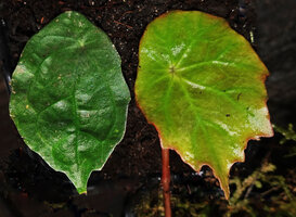 Elatostema sp. and Begonia vermeulenii, two sympatric species belonging to very distant families but exhibiting the same peltate, orbicular, scalloped leaf margins and palmate venation, Tana Toraja, South Sulawesi