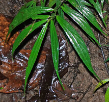 Elatostema integrifolium, asymmetric venation, parallel on the smaller side and pinnate on the bigger side of the falcate leaf, Danum Valley, Sabah, Borneo