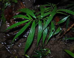 Elatostema integrifolium, Danum Valley, Sabah, Borneo
