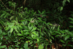 Elatostema variolaminosum, flowering population in swampy habitat, Gunung Mulu NP, Sarawak, Borneo