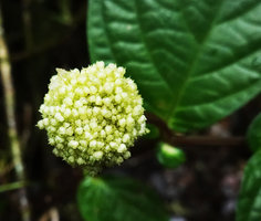 Elatostema sp.,  inflorescence, Imbu Rano, Kolombangara, Solomon Islands