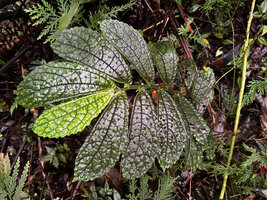 Elatostema spinulosum, a flat leaved form with just an erect hair emerging from a small hump, Balinsasayao Twin Lakes, Negros Oriental, Philippines