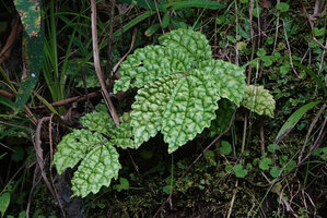 Elatostema spinulosum, a form with very bumpy leaf surface increasing the photosynthetic tissues between the main veins,  Malaunay, Valencia, Negros Oriental, Philippines