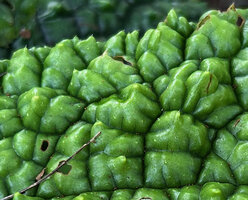 Elatostema spinulosum, very bumpy leaf surface increasing photosynthetic area and maybe also an aposematic signal or a visual disruption for herbivores, Malaunay, Valencia, Philippines