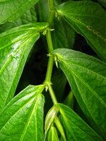 Elatostema sp., leaf asymetry and anisophylly, mountains around Taipeh, Taiwan