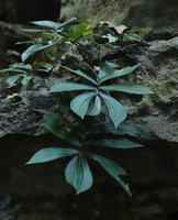 Elatostema sp. on limestone rocks, falcate strongly asymmetric leaves quite similar to species of the genus Sonerila,  Bantimurung, South Sulawesi