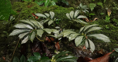 Elatostema sp. on mossy rock, silver patch covering the central area of the leaf blade, leaving just a peripheric green edge, Camba, Maros, South Sulawesi