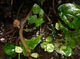 Elatostema sp. on seeping rock, an unusual species with succulent peltate and scalloped margin leaves, looking like a Begonia species, inflorescence, Sarambu Sikore waterfall, Tana Toraja, South Sulawesi
