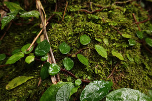 Elatostema sp. on seeping mossy rock, an unusual species with succulent peltate leaves, Sarambu Sikore waterfall, Tana Toraja, South Sulawesi