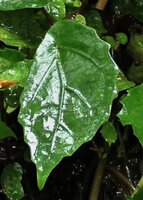 Elatostema sp., peltate scalloped leaves very similar to the sympatric Begonia vermeulenii, except venation, Sarambu Sikore waterfall, Tana Toraja, South Sulawesi