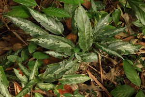 Elatostema sp., silver maculate leaves along the median nerve, Ranong, Thailand