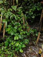 Elatostema sp., vegetative population on seeping rock, an unusual species with succulent peltate and scalloped margin leaves, looking like a Begonia species, Sarambu Sikore waterfall, Tana Toraja, South Sulawesi