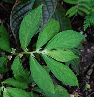 Elatostema strigosum, flowering stem, Manusela NP, 800 m asl, Seram, Moluccas