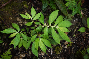 Elatostema strigosum in forest understory, Manusela NP, 800 m asl, Seram, Moluccas