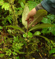 Elatostema tenellum, abaxial leaf surfaces with prominently raised veins, Des Voeux Peak, Taveuni, Fiji.