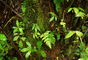 Elatostema tenellum, seedlings and young plants on a mossy bank, Des Voeux Peak, Taveuni, Fiji