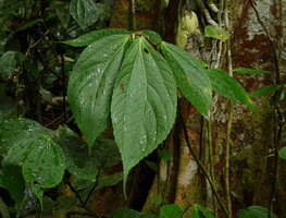 Elatostematoides australis, asymmetric long acuminate leaves, Biausevu, Viti Levu, Fiji