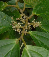 Elatostematoides australis, branched coralliform male inflorescences, Biausevu, Viti Levu, Fiji