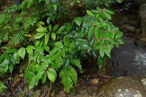 Elatostematoides australis, flowering clump on rocky banks of a small forest stream, Biausevu, Viti Levu, Fiji