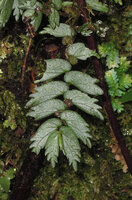 Elatostema tridens, a form with silver iridescent leaves due to epidermal cells filled with gaz, Tari, 2000 m asl, Hela, Papua New Guinea