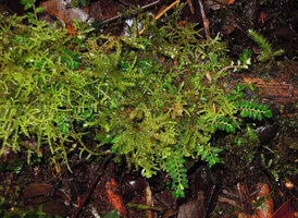 Elatostema tridens among mosses, Tari, 2000 m asl, Hela, Papua New Guinea