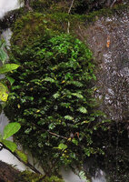 Elatostema tridens as a mat cushion rheophyte in waterfall, Tari, 2000 m asl, Hela, Papua New Guinea
