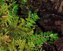 Elatostema tridens, leafy stems, Tari, 2000 m asl, Hela, Papua New Guinea
