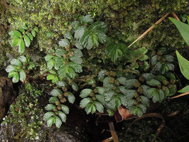 Elatostema tridens, leaves and inflorescences, Tari, 2000 m asl, Hela, Papua New Guinea