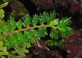 Elatostema tridens, the tiny leaves, Tari, 2000 m asl, Hela, Papua New Guinea