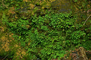 Elatostema umbellatum var. umbellatum on a vertical shaded and seeping cliff, Hakone, Japan