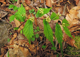 Elatostema umbellatum, Yamaguchi, Japan