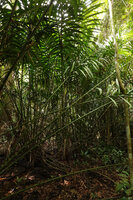 Eleiodoxa conferta, dense population of this fiercy spiny palm in a relictual freshwater swamp forest, Bukit Timah, Singapore