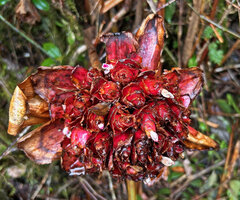 Elettaria floribunda, old inflorescence with new flowers still emerging from from the central cincinni with congested bracteoles, Horton Plains, Sri Lanka