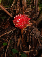 Elettaria floribunda, young inflorescence, Fishing Hut, Maskeliya, Sri Lanka