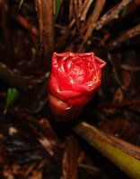 Elettaria floribunda, young inflorescence with overlapping involucral bracts creating a waterproof apical tank, Fishing Hut, Maskeliya, Sri Lanka